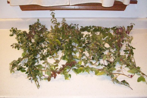Oregano, just picked and laid out. The youngest leaves often have a purple color. Oregano is high in antioxidants and is used for medicinal purposes in many cultures.